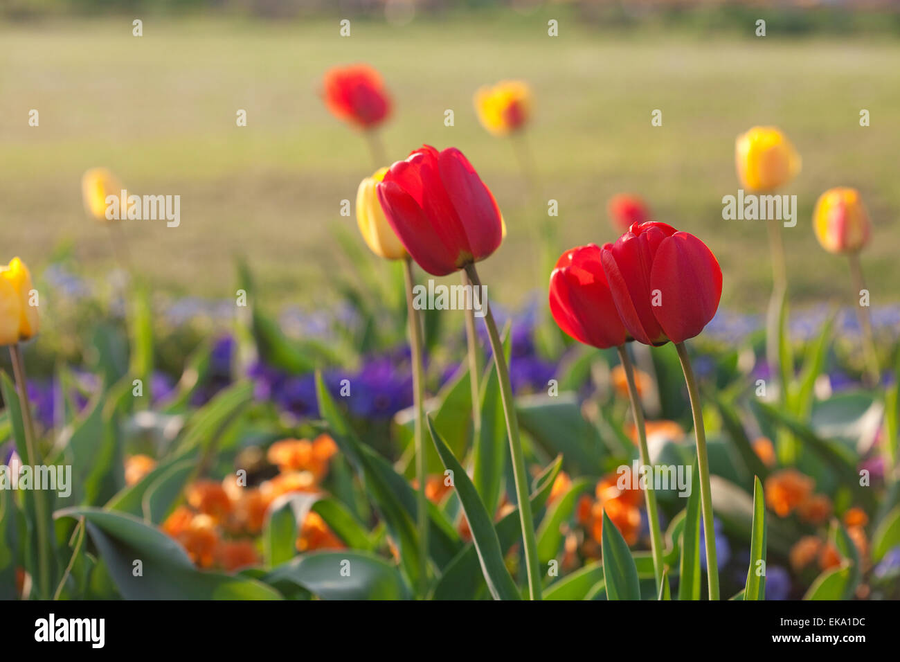 beautiful tulips in city park Stock Photo - Alamy