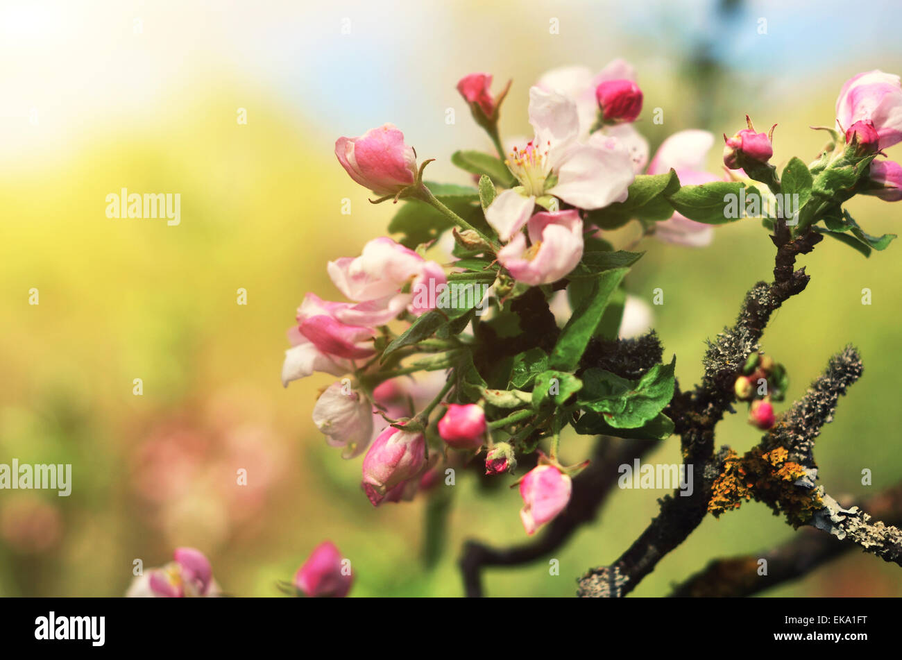 Beautiful flowering Ukrainian cherry in Crimea. Background with flowers on a spring day. Stock Photo