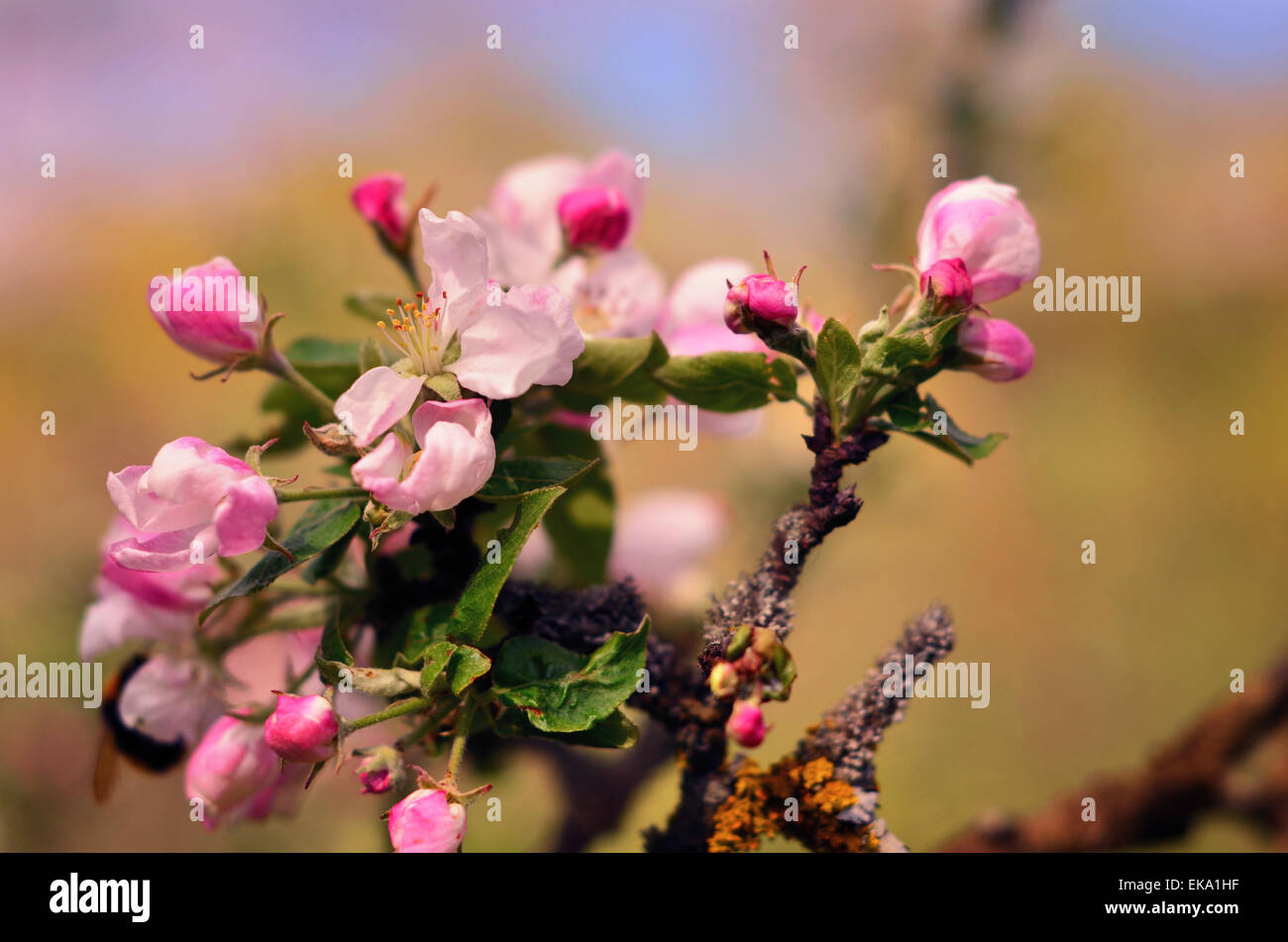 Beautiful flowering Ukrainian cherry in Crimea. Background with flowers on a spring day. Stock Photo