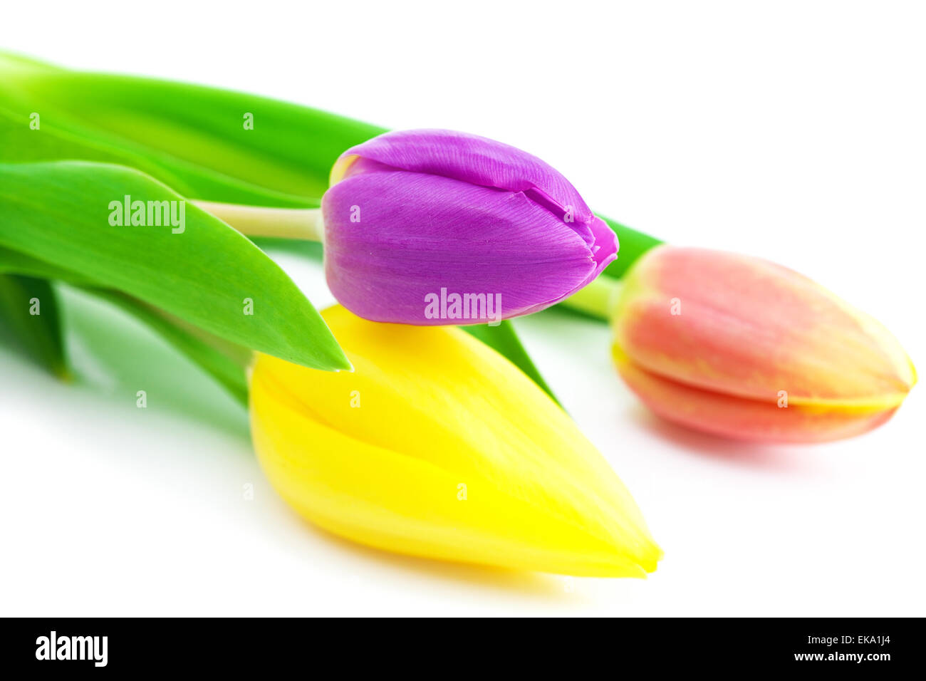 colorful tulips isolated on white Stock Photo - Alamy