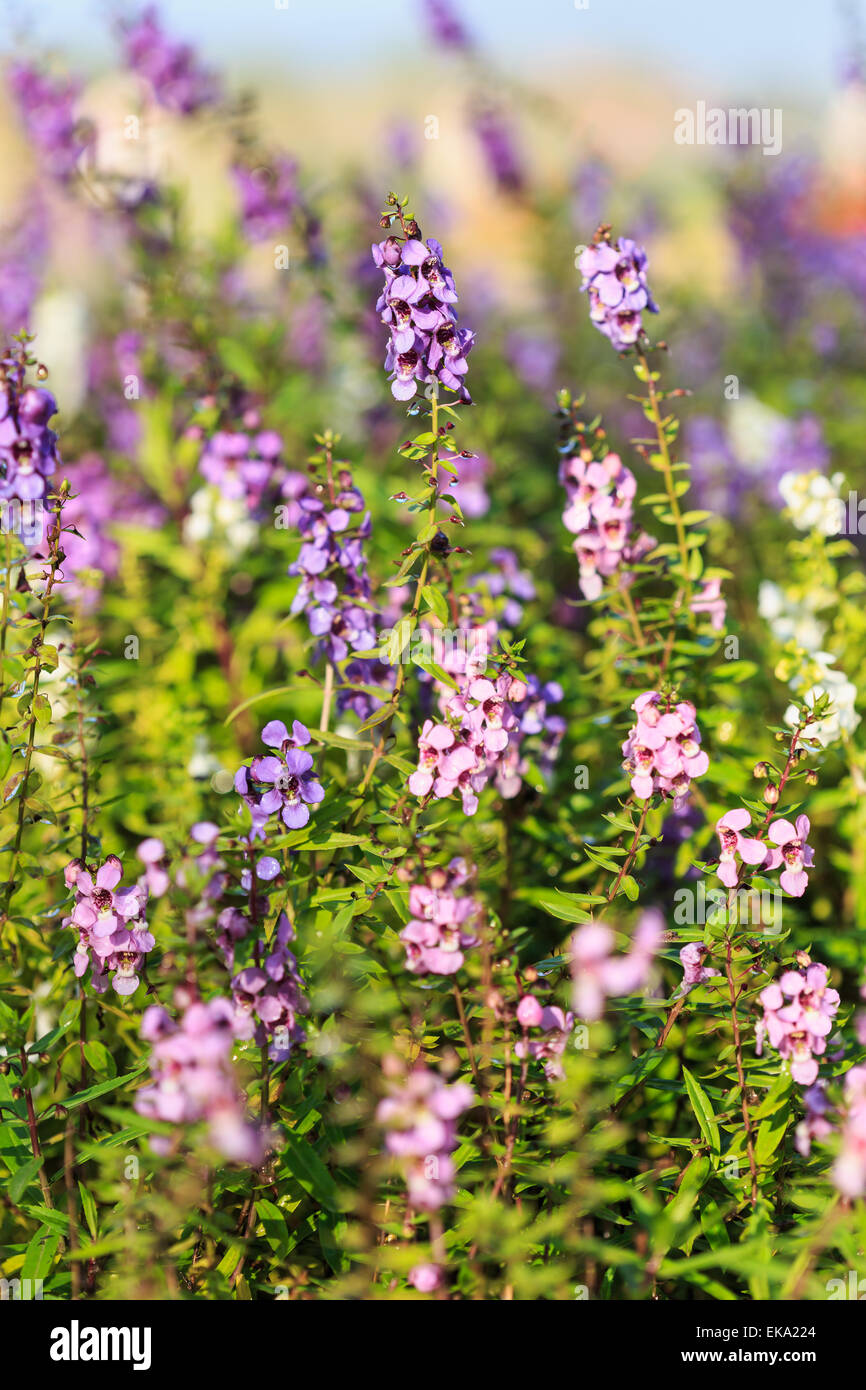 Close up lavender flower (Lavandula x intermedia). Stock Photo