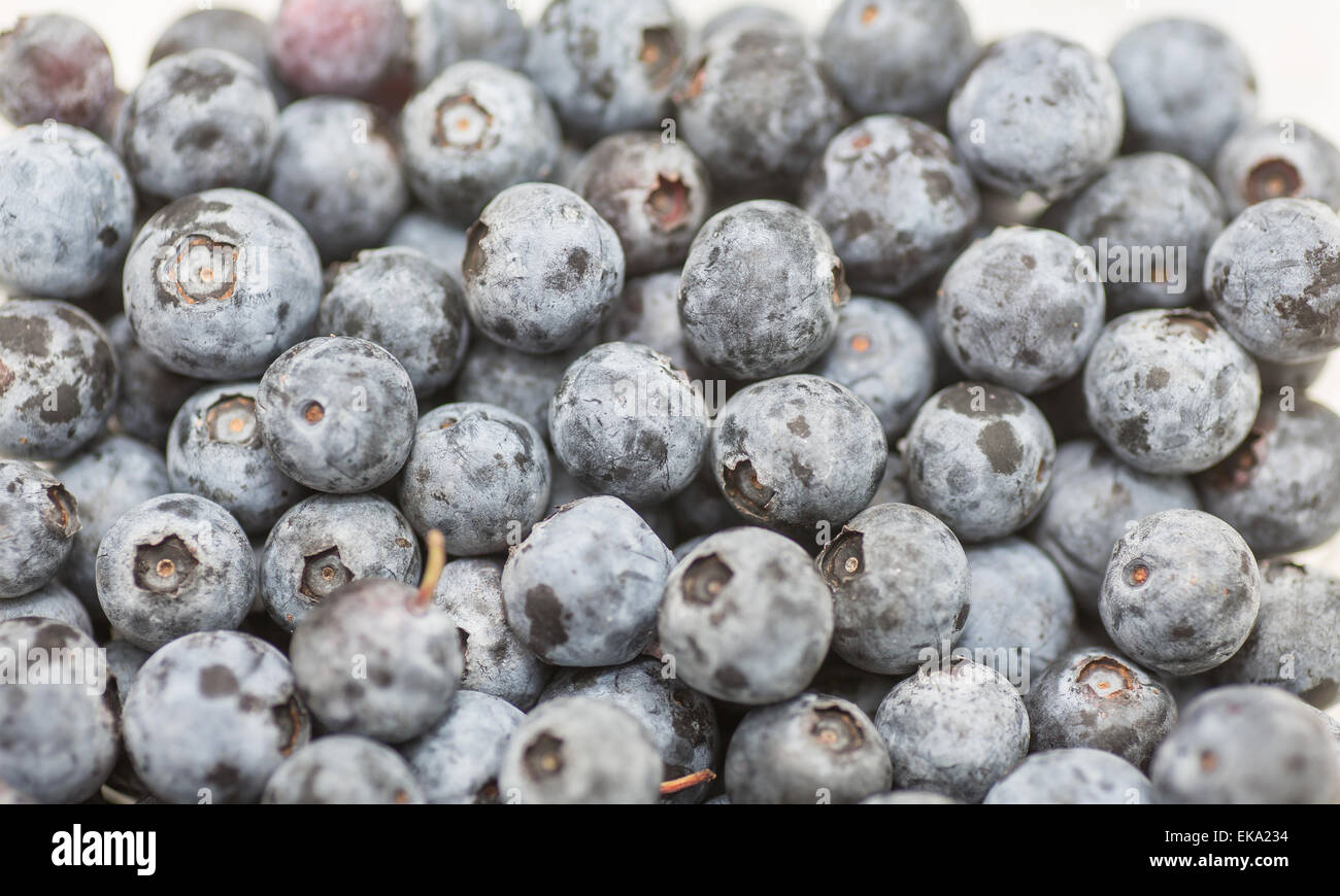 Fresh, ripe, blueberries on a white background Stock Photo - Alamy
