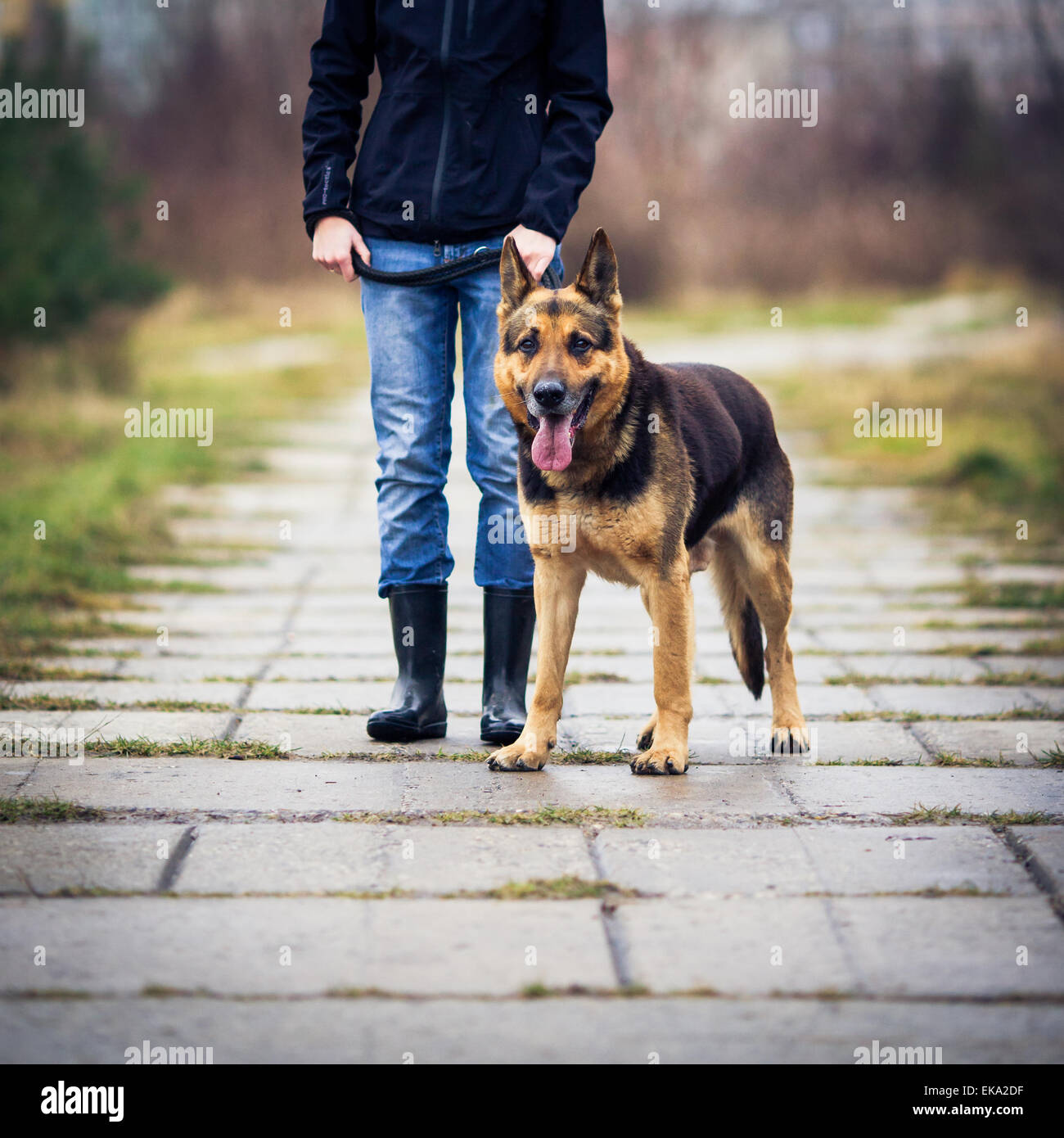 Master and her obedient (German shepherd) dog Stock Photo