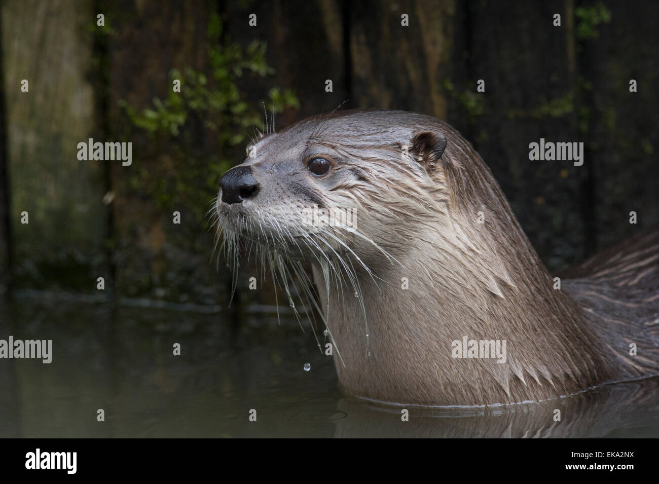 A Eurasian Otter (Lutra lutra) emerging from the water Stock Photo
