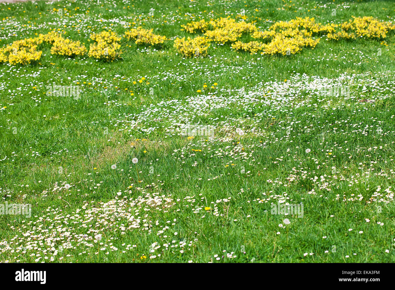 chamomile, snowdrops and dandelions on the background of green g Stock Photo