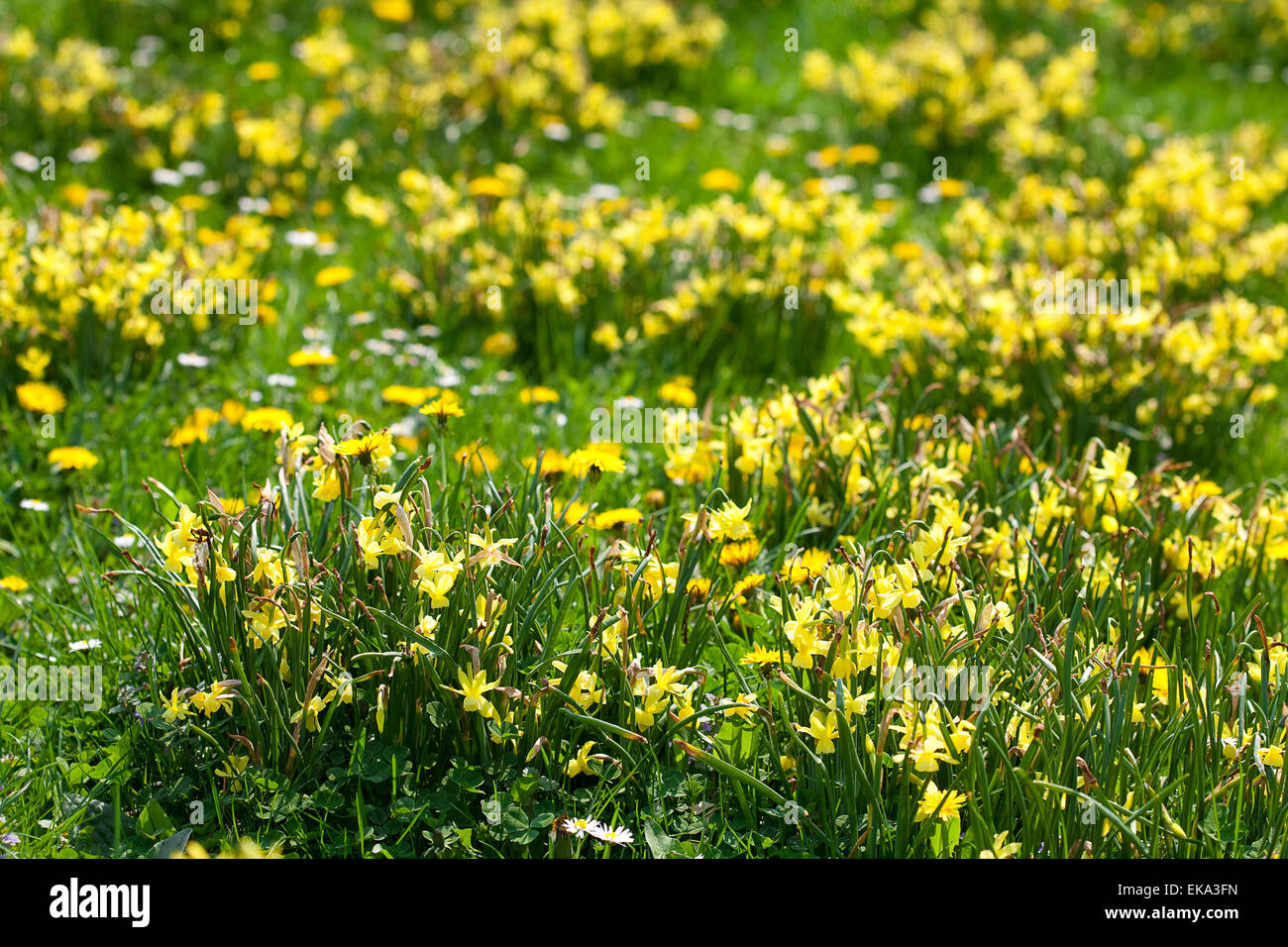 snowdrops and dandelions on the background of green grass Stock Photo