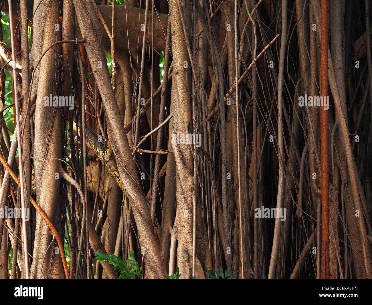 Mature root system hi-res stock photography and images - Alamy