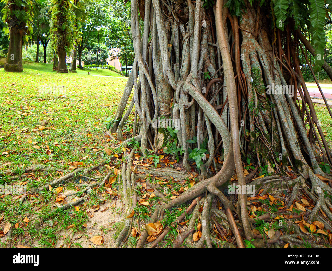 Web of tree roots hi-res stock photography and images - Alamy