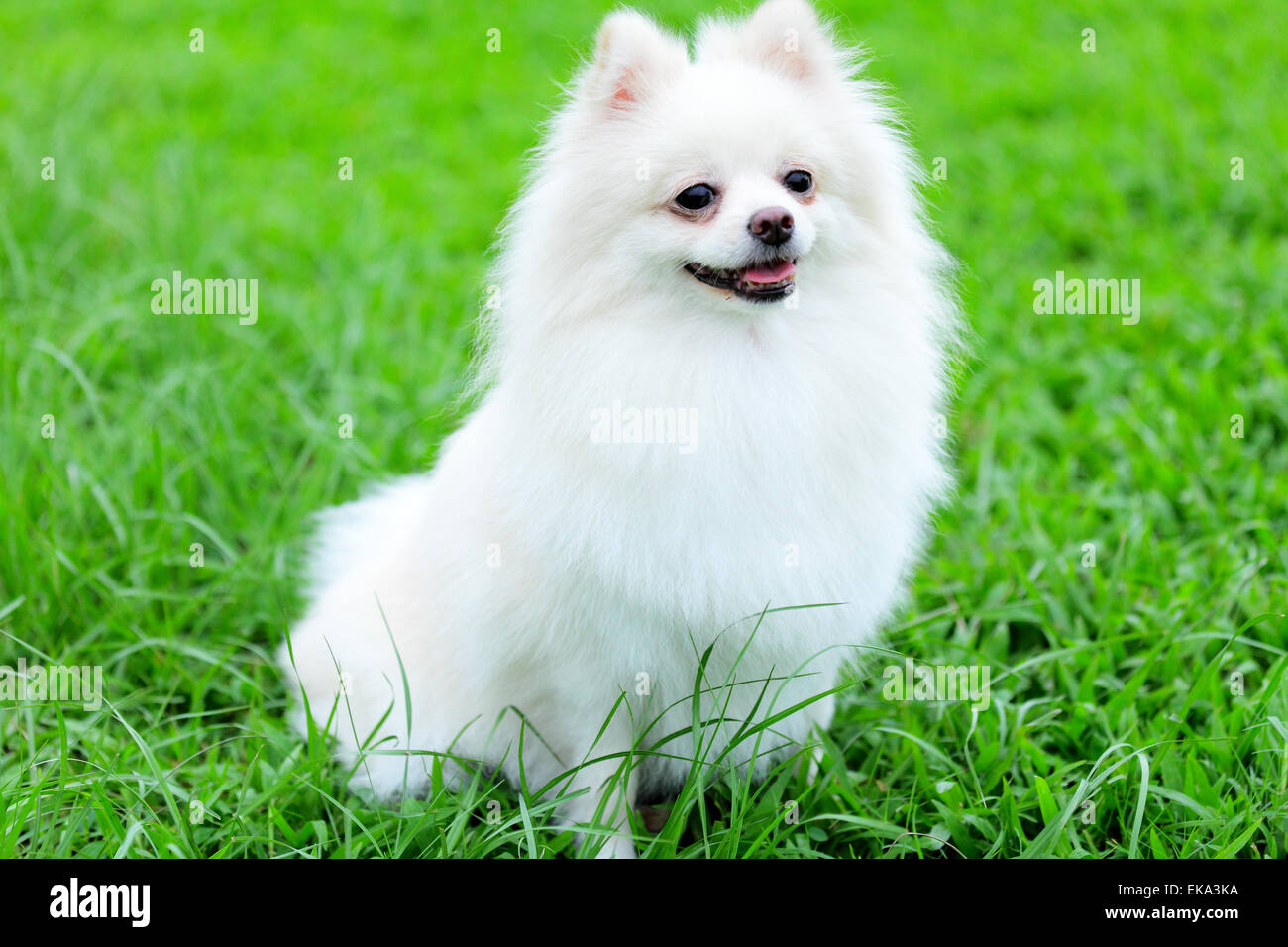 White Pomeranian Dog Stock Photo Alamy white-pomeranian-dog-stock-photo-alamy