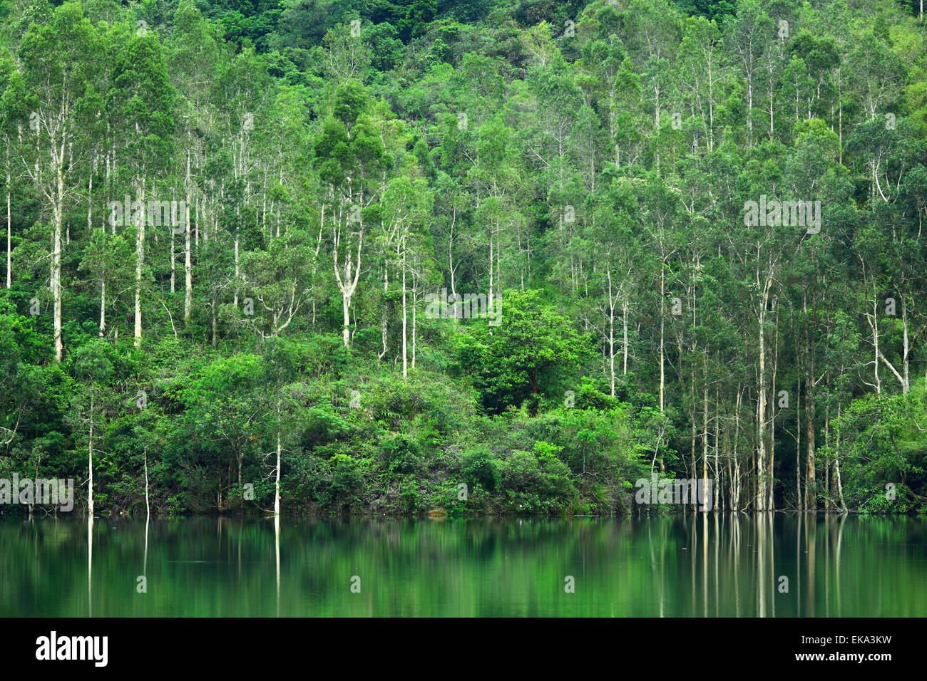 Bright sunlight in forest hi-res stock photography and images - Alamy