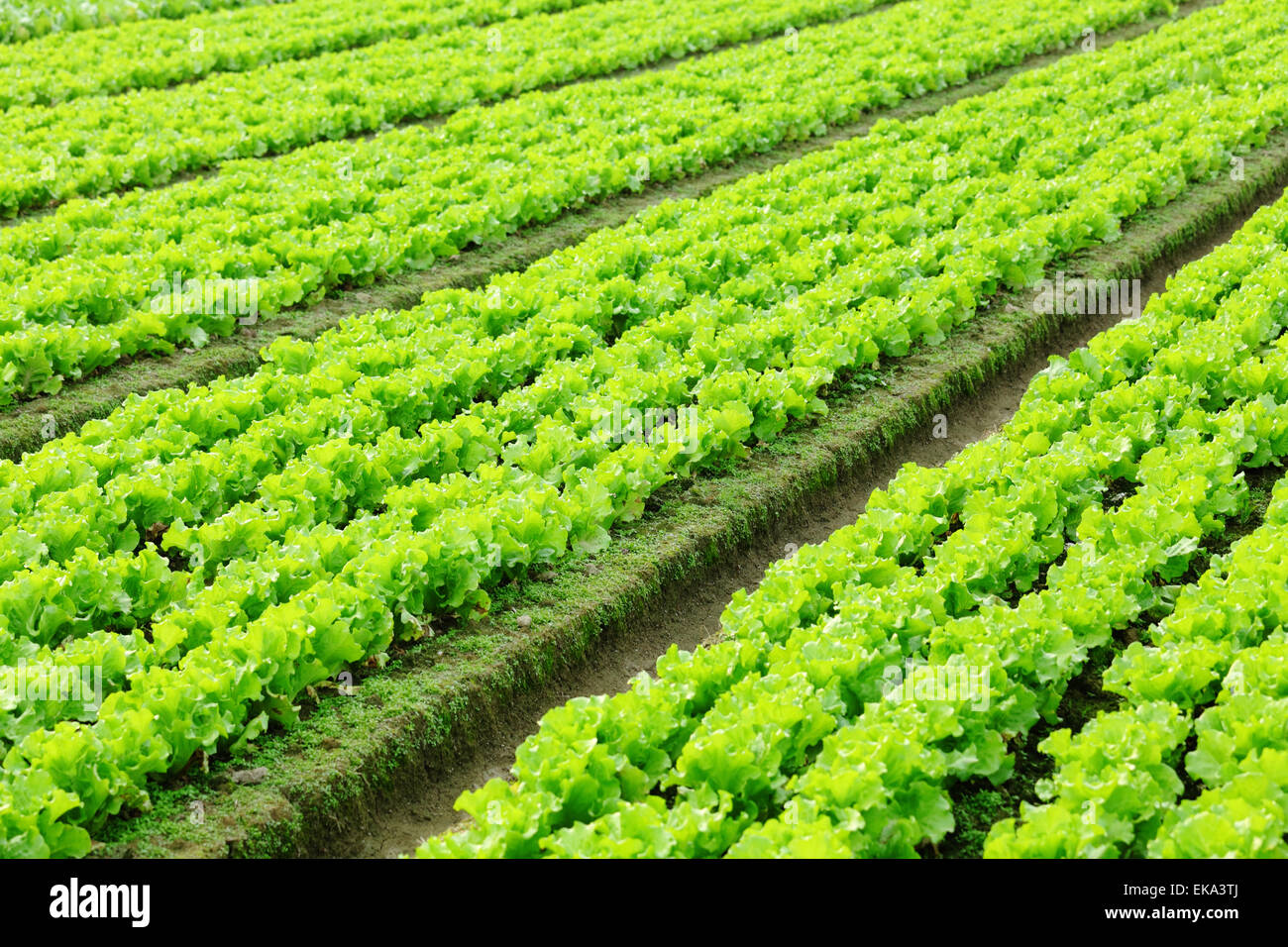 lettuce plant in field Stock Photo Alamy
