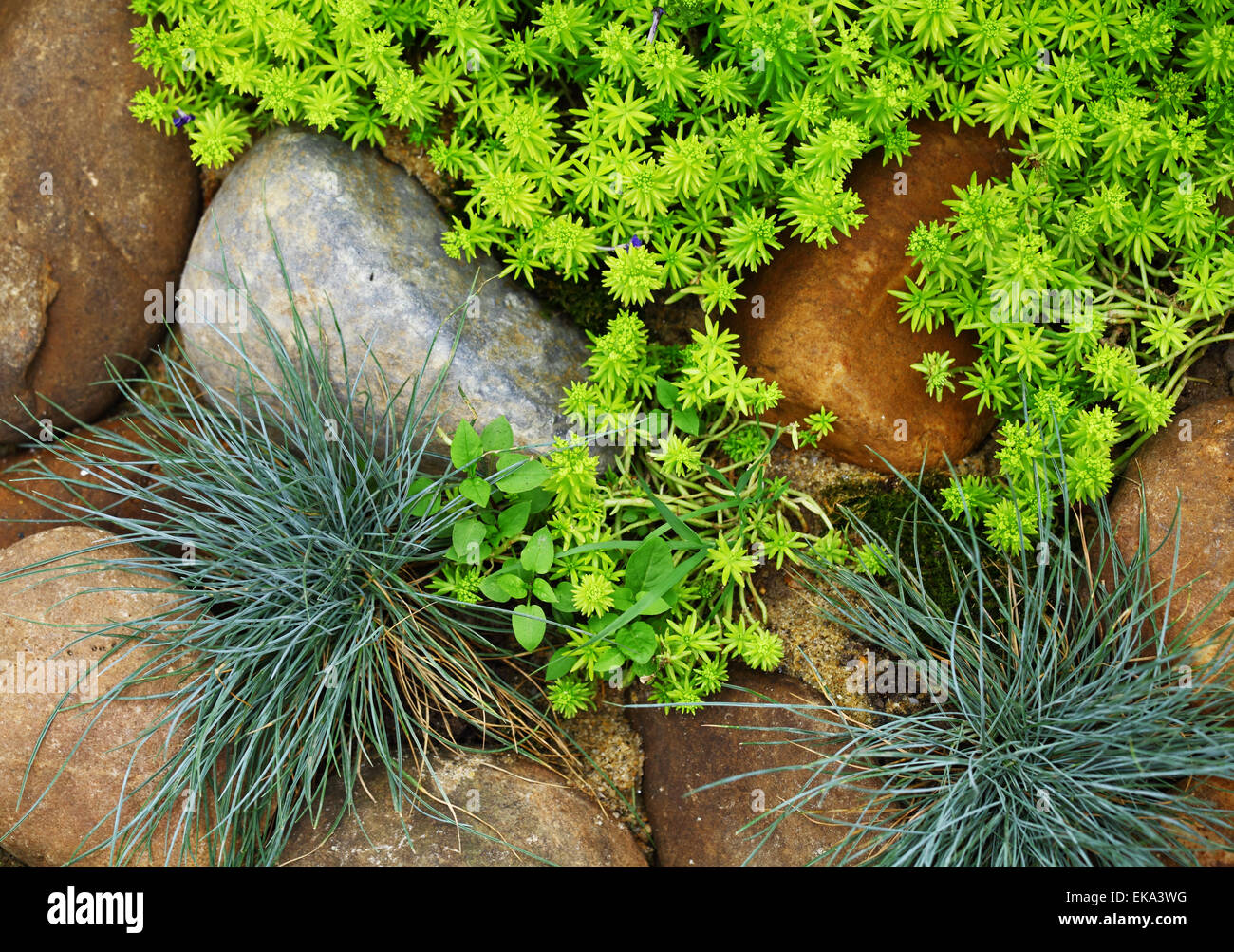 plant growing between stone Stock Photo Alamy