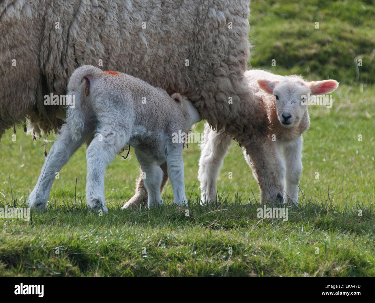 Fairfield, Romney Marsh, Kent, UK. 8th April, 2015. Lambs suckle. Am I cute or what Stock Photo
