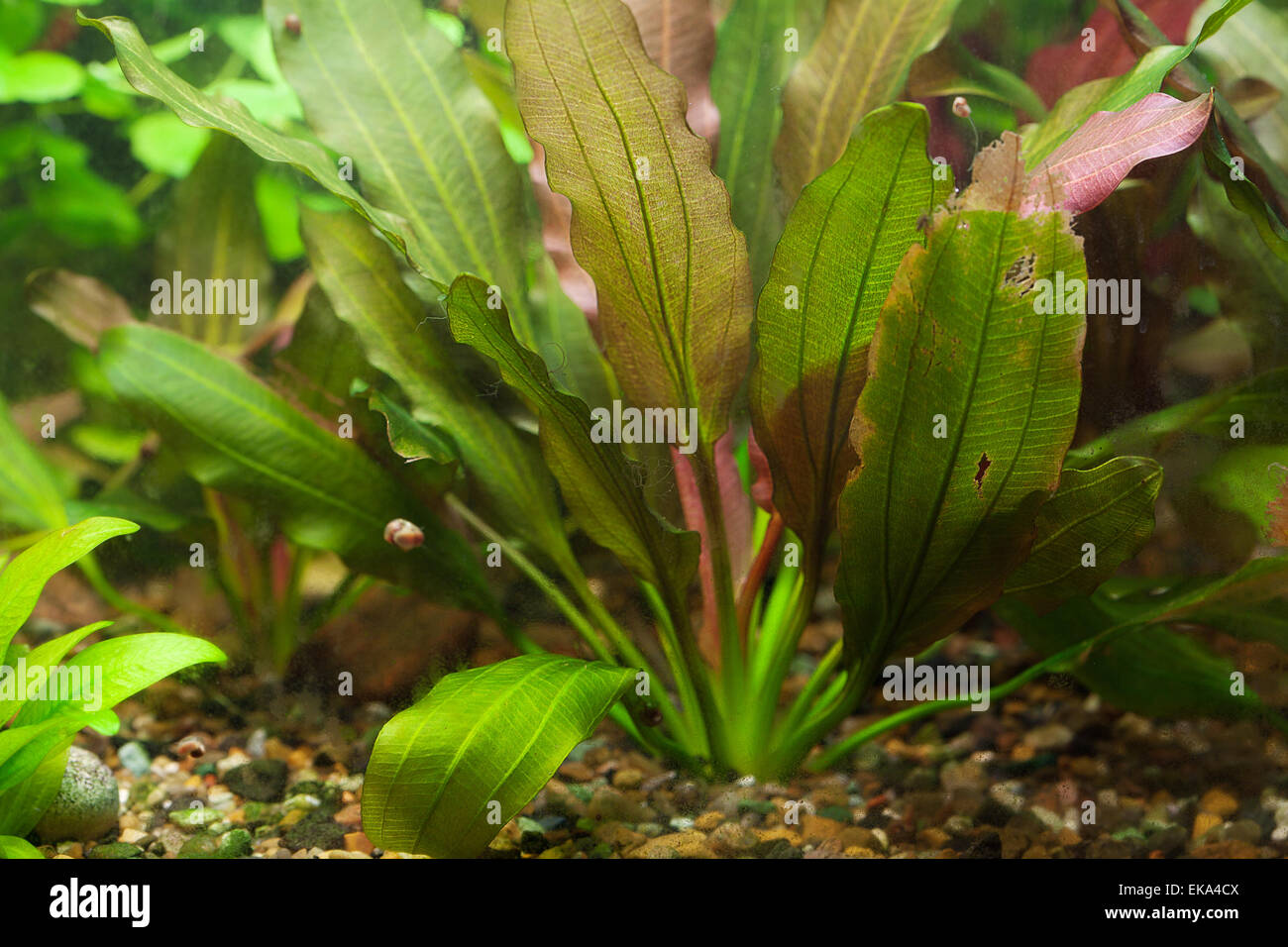 background of the aquarium with green plants Stock Photo