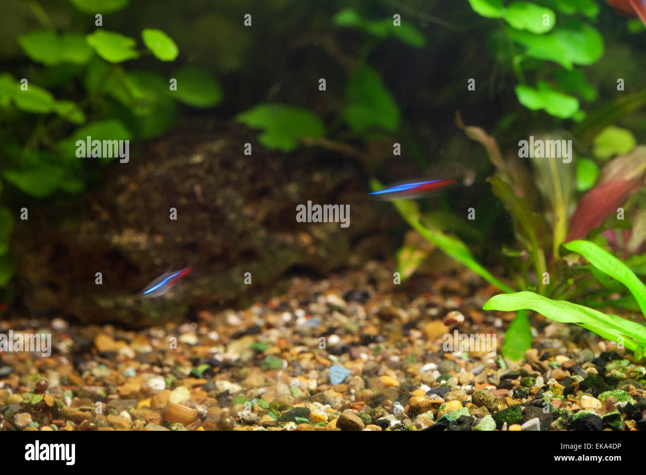 background of the aquarium with green plants Stock Photo