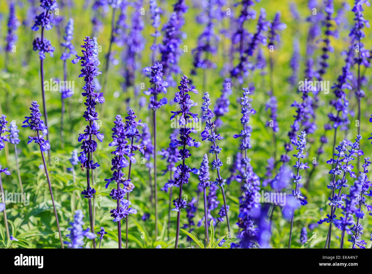 Close up lavender flower (Lavandula x intermedia). Stock Photo