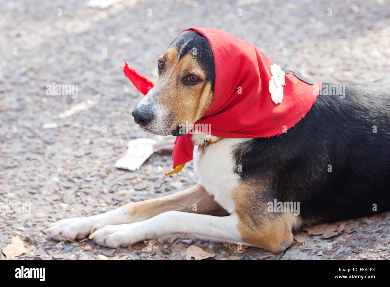 dog in scarf lying on the ground Stock Photo Alamy
