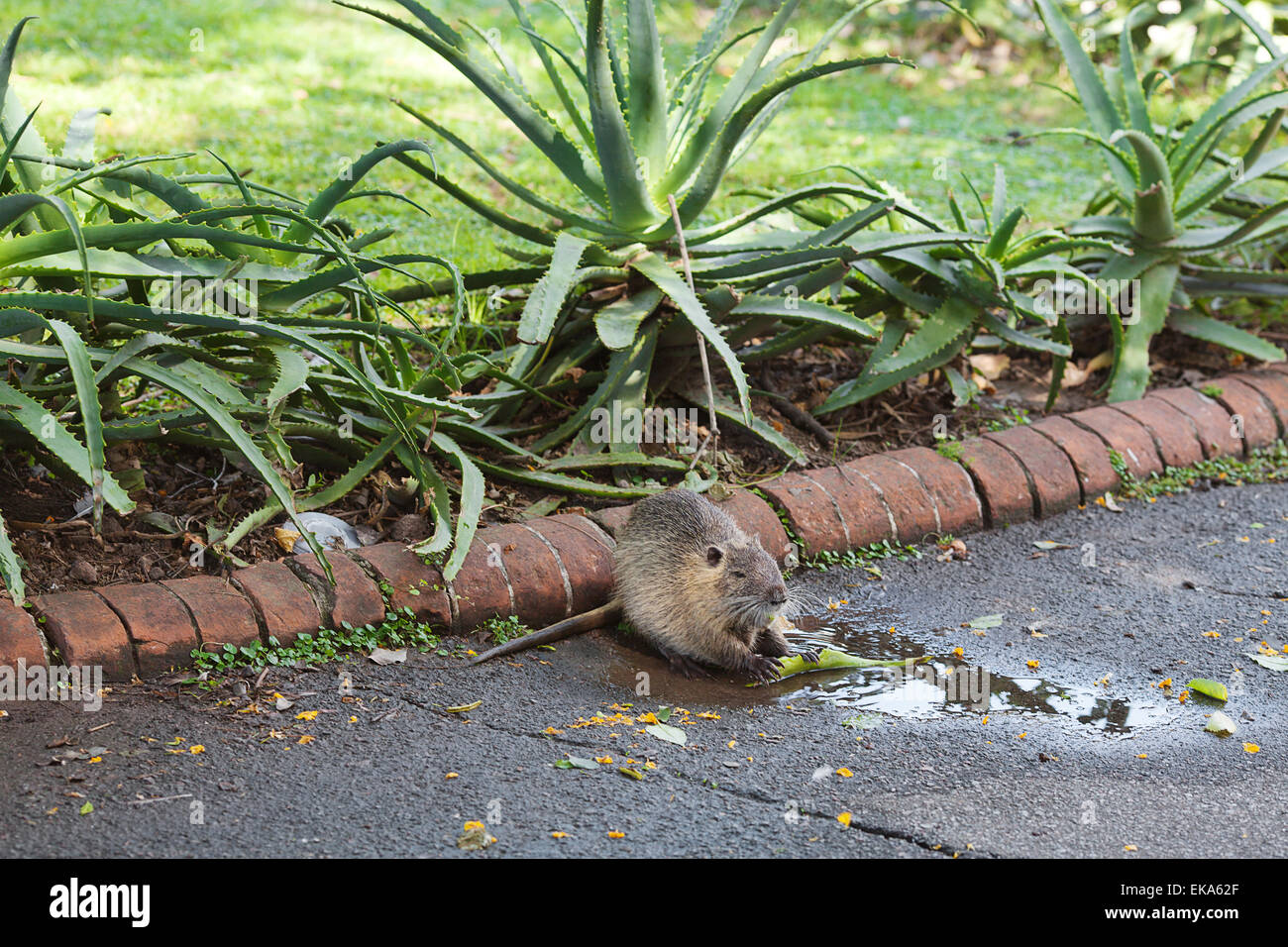 nutria eating aloe vera in a zoo Stock Photo - Alamy