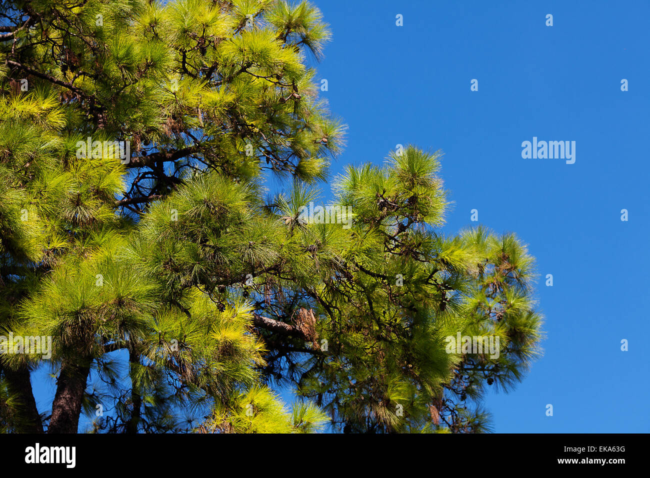 pine tree against the blue sky Stock Photo - Alamy