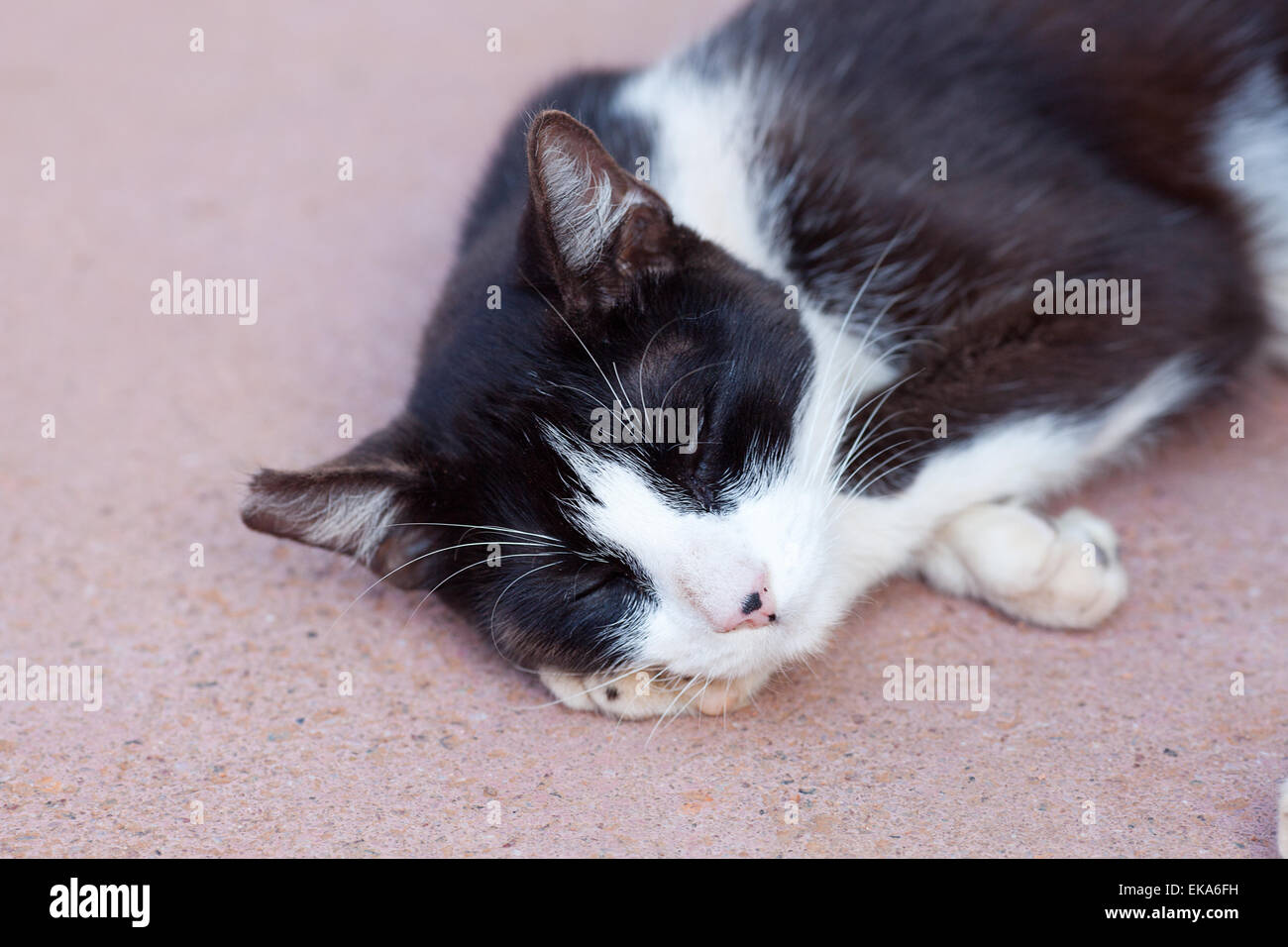 portrait of a street cat outdoor Stock Photo - Alamy