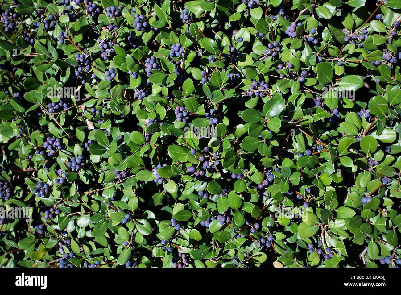 blueberries on a background of green leaves Stock Photo