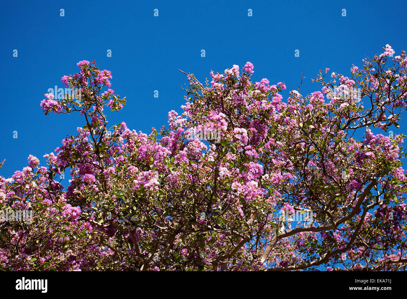 Sakura on the background of blue sky Stock Photo - Alamy