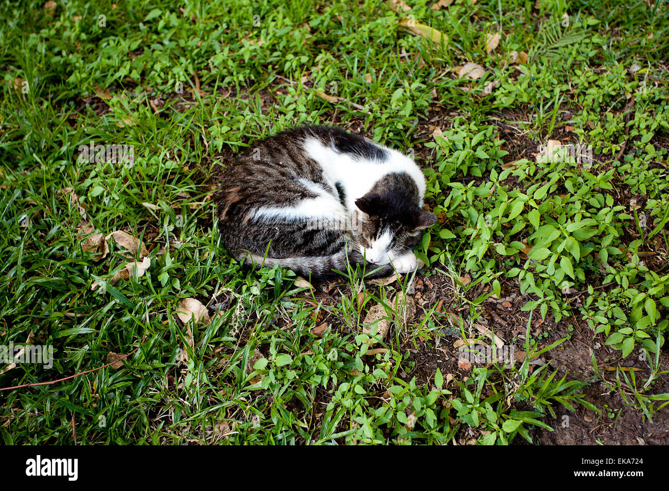 portrait of a street cat outdoor Stock Photo - Alamy