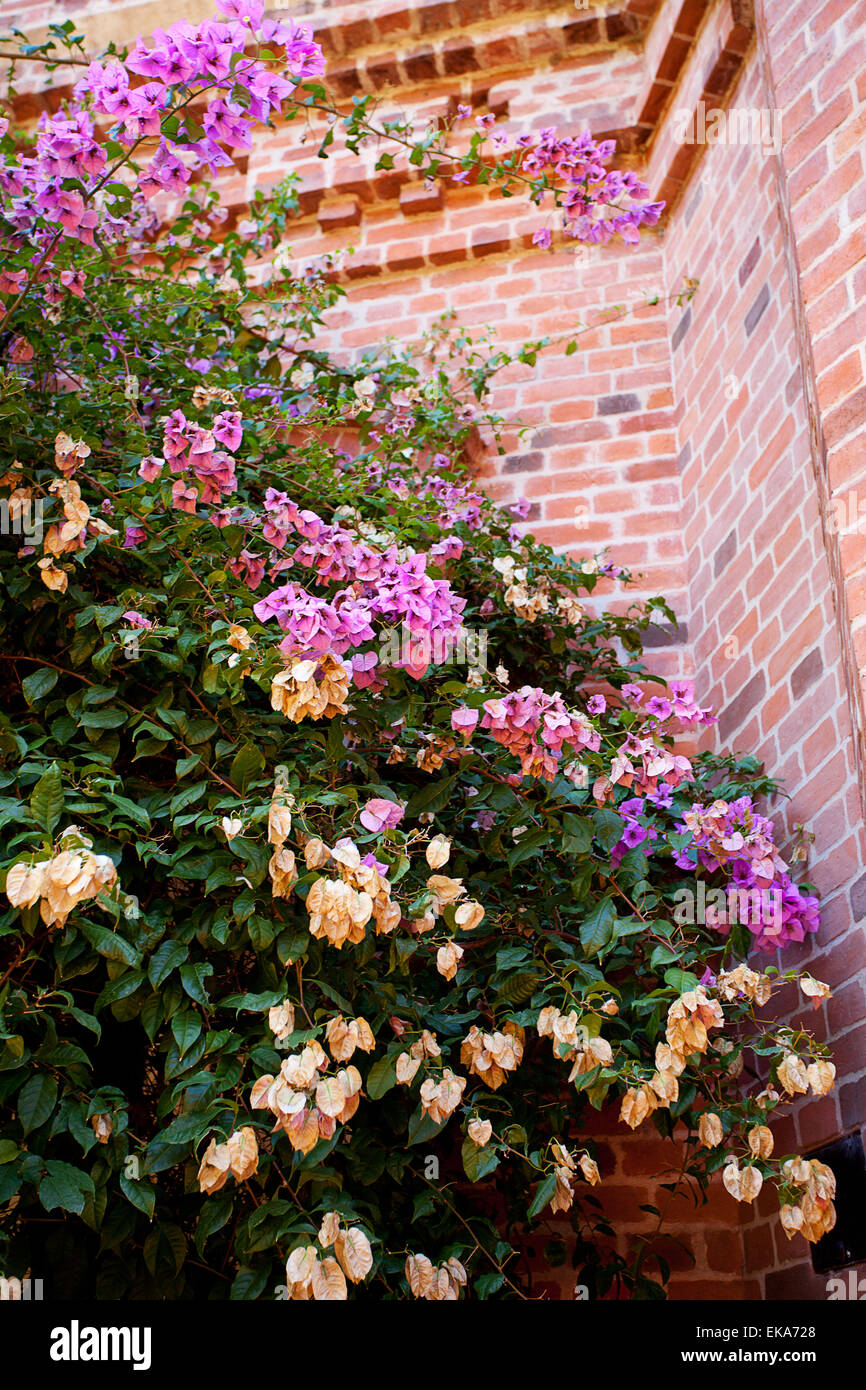 pink flowers on a background of red brick wall Stock Photo - Alamy