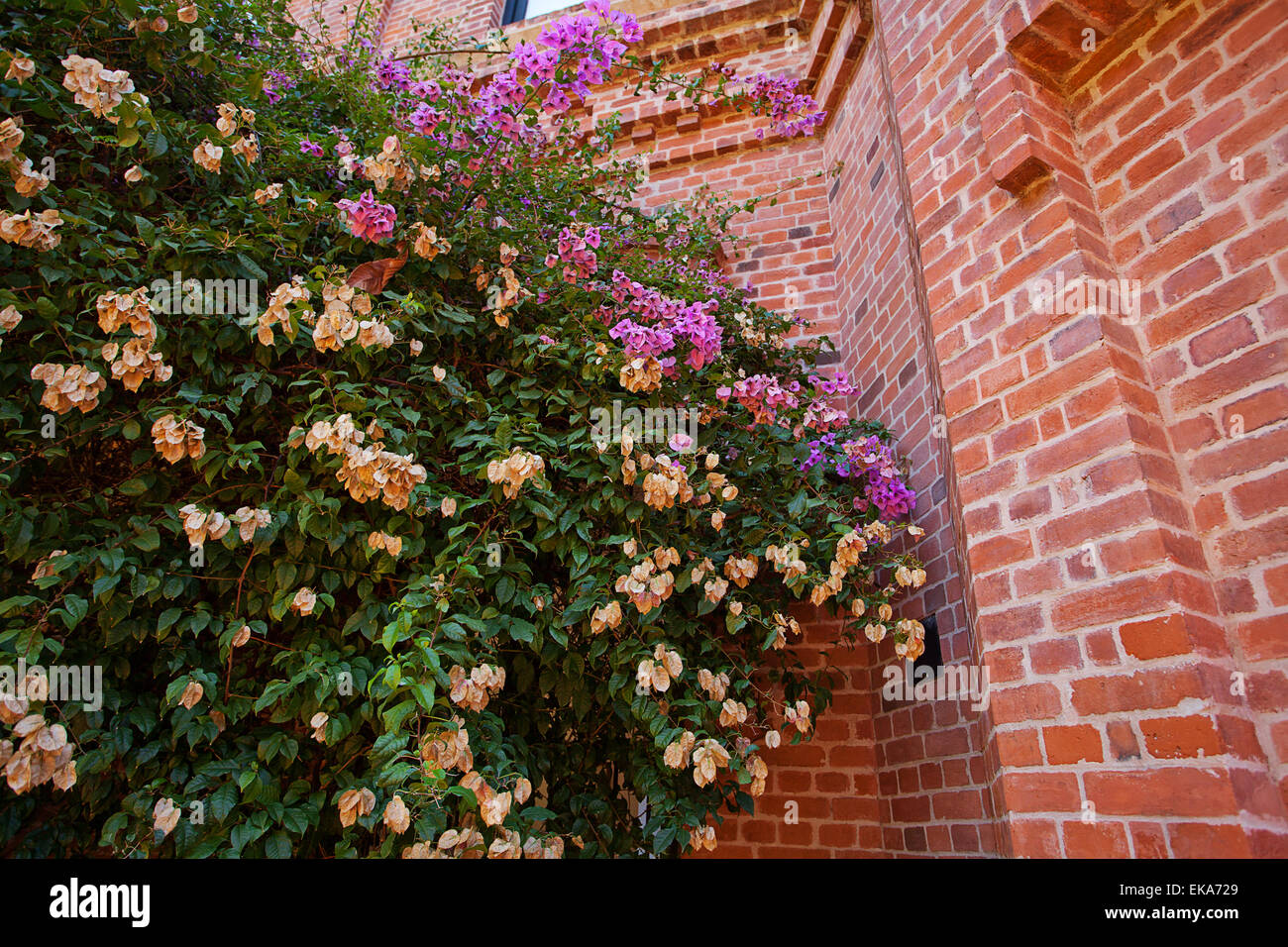 pink flowers on a background of red brick wall Stock Photo - Alamy