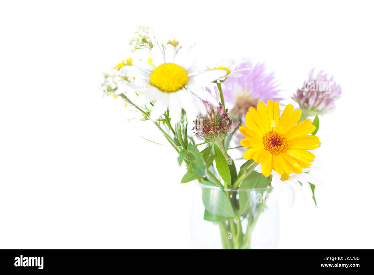 bouquet of wild flowers on a white background Stock Photo - Alamy