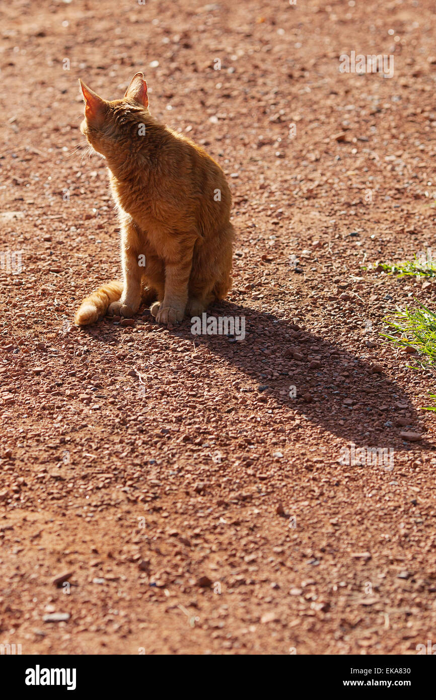 portrait of a street cat outdoor Stock Photo - Alamy