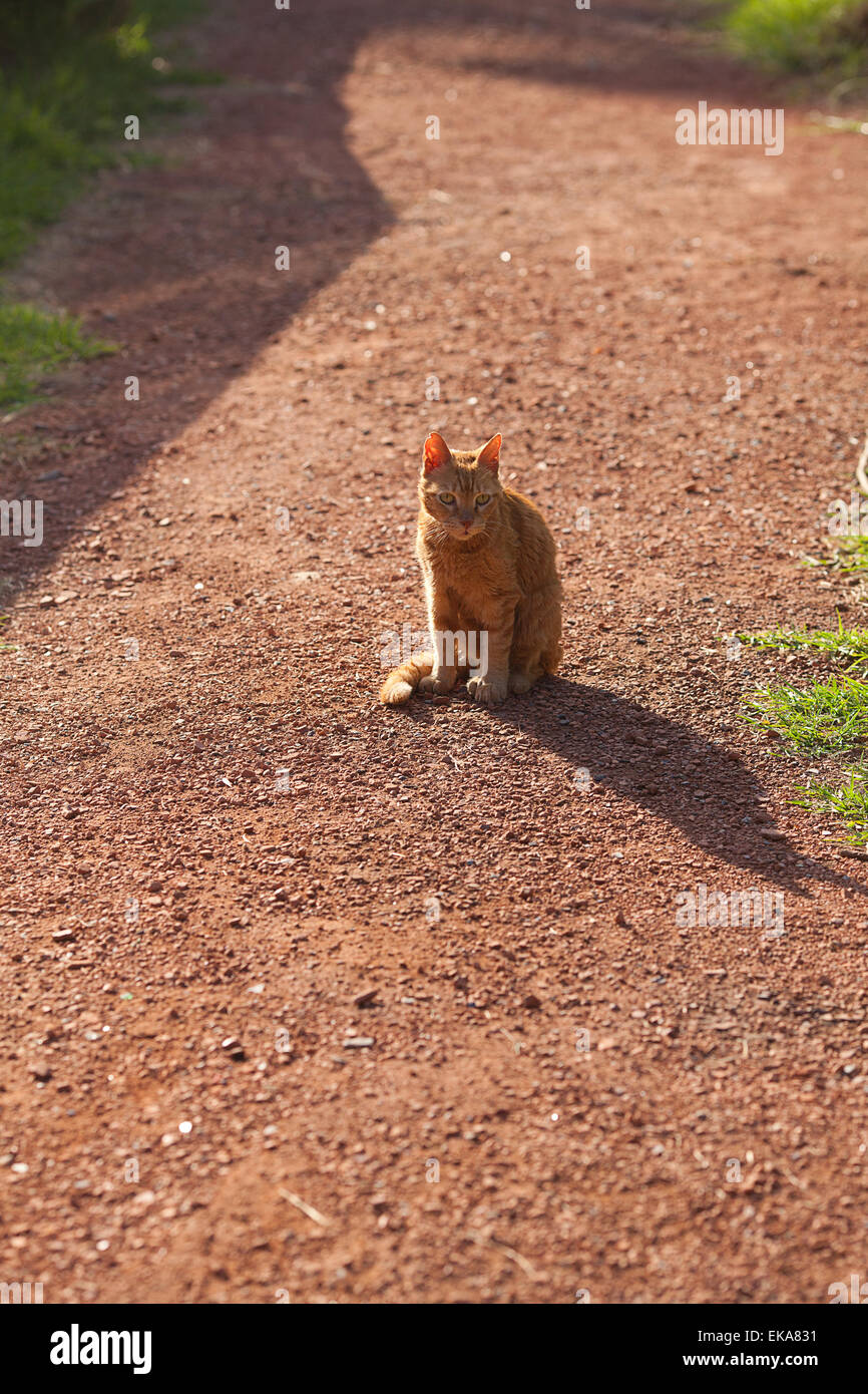 portrait of a street cat outdoor Stock Photo - Alamy