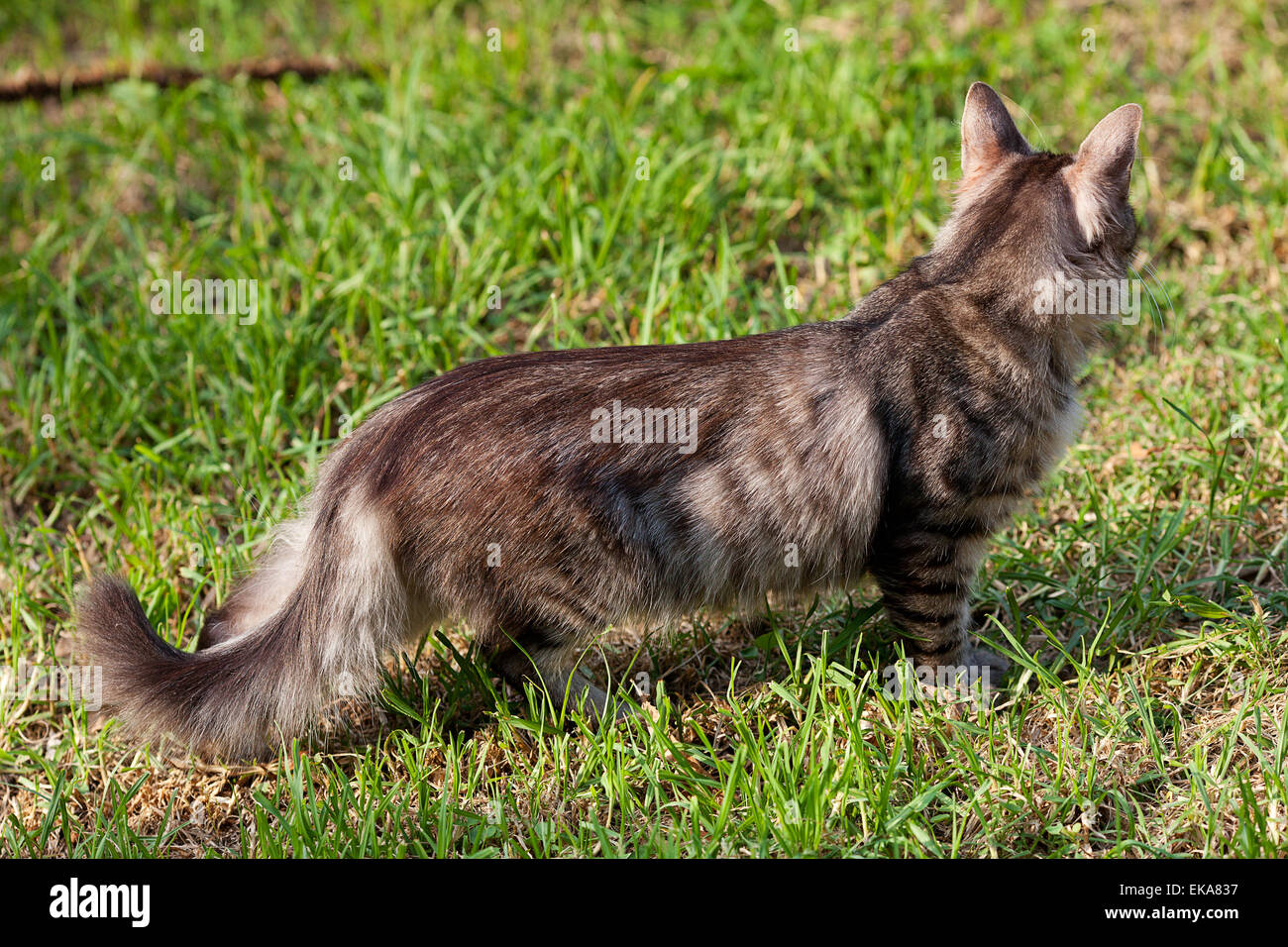 portrait of a street cat outdoor Stock Photo - Alamy