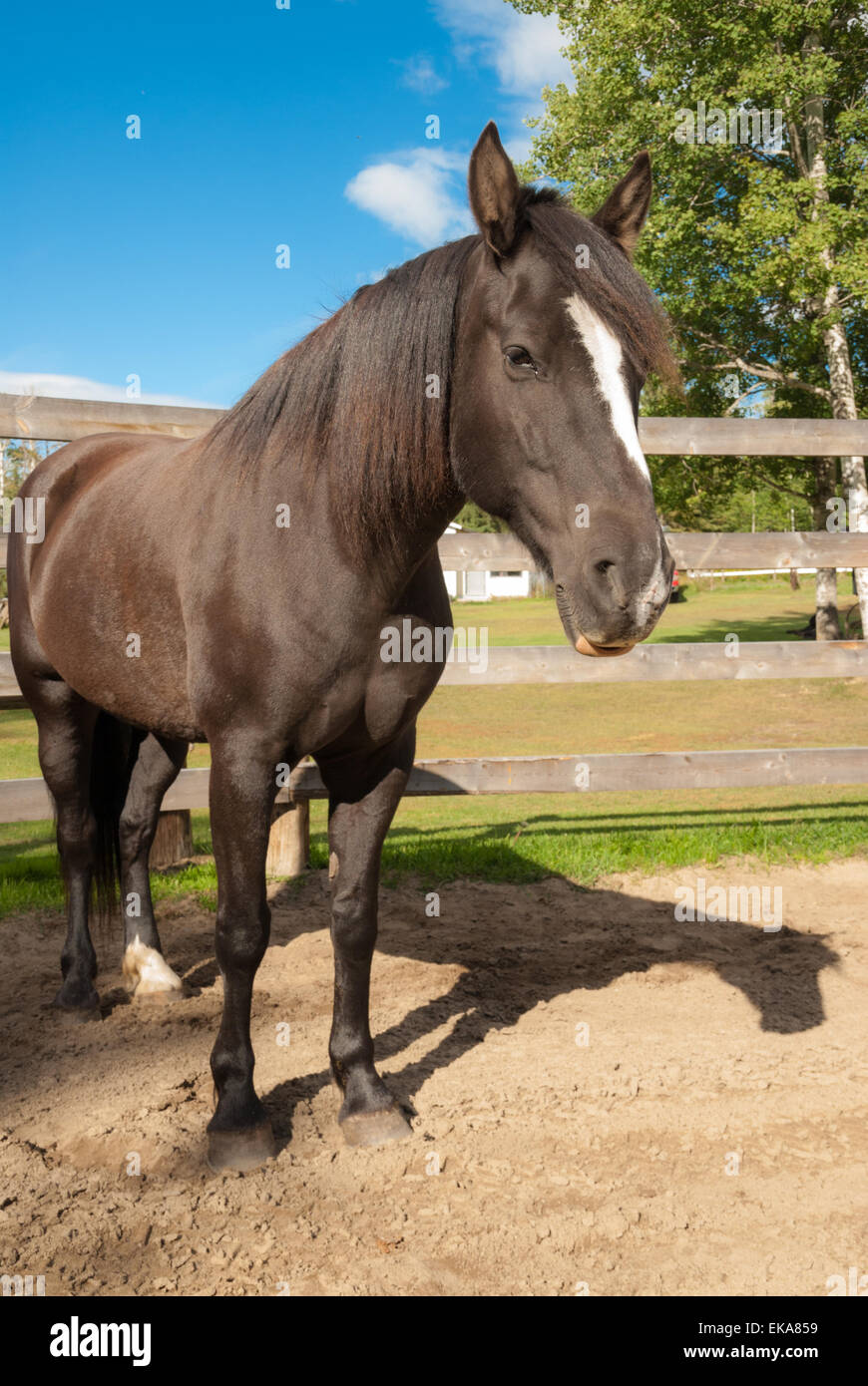 A Canadian horse, Equus ferus caballus, standing in a farmyard corral Stock Photo