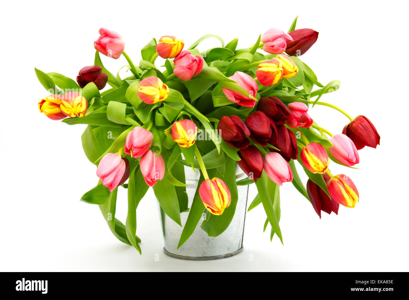 colourful tulips in a bucket Stock Photo - Alamy