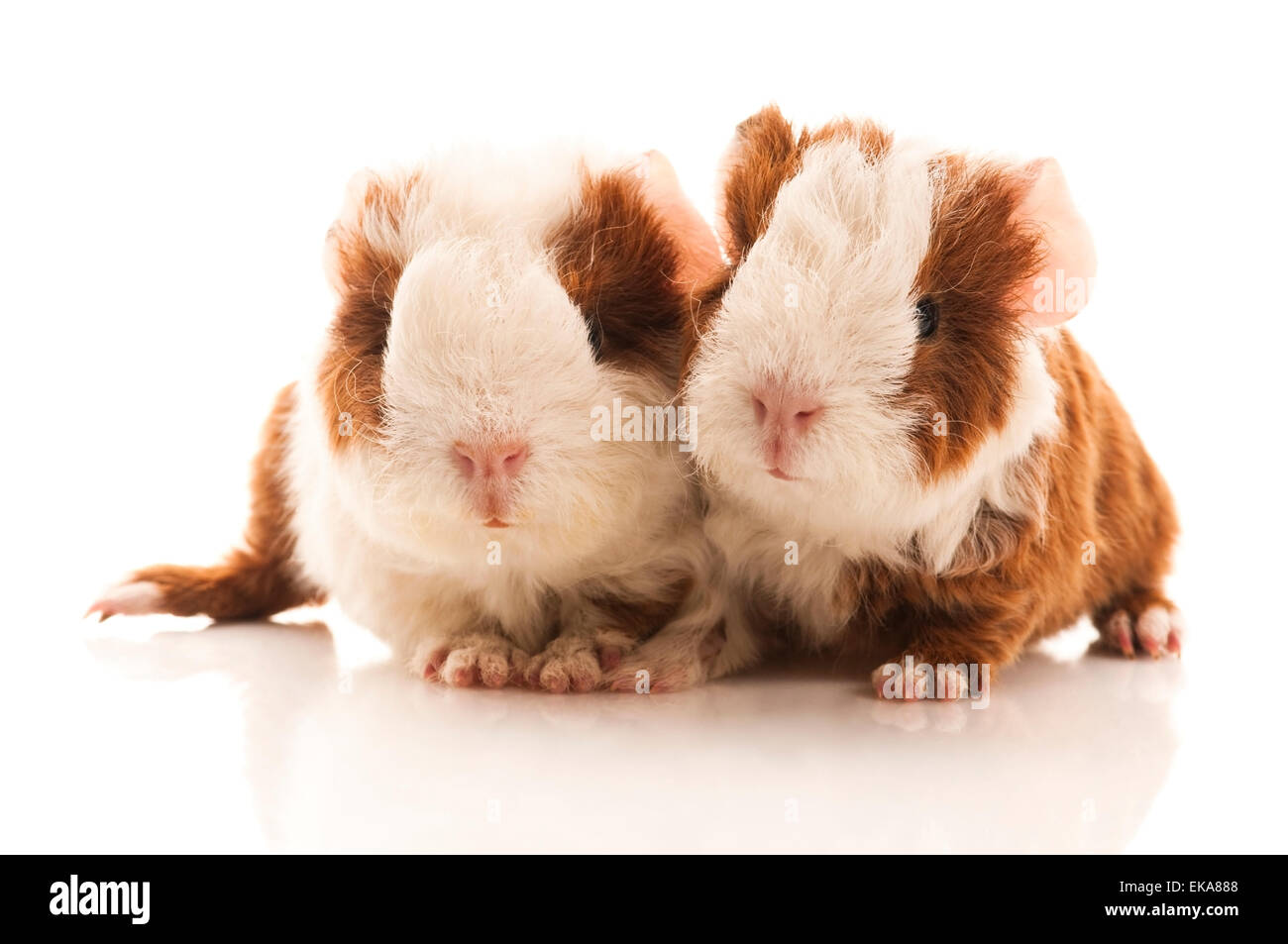 baby guinea pig Stock Photo - Alamy