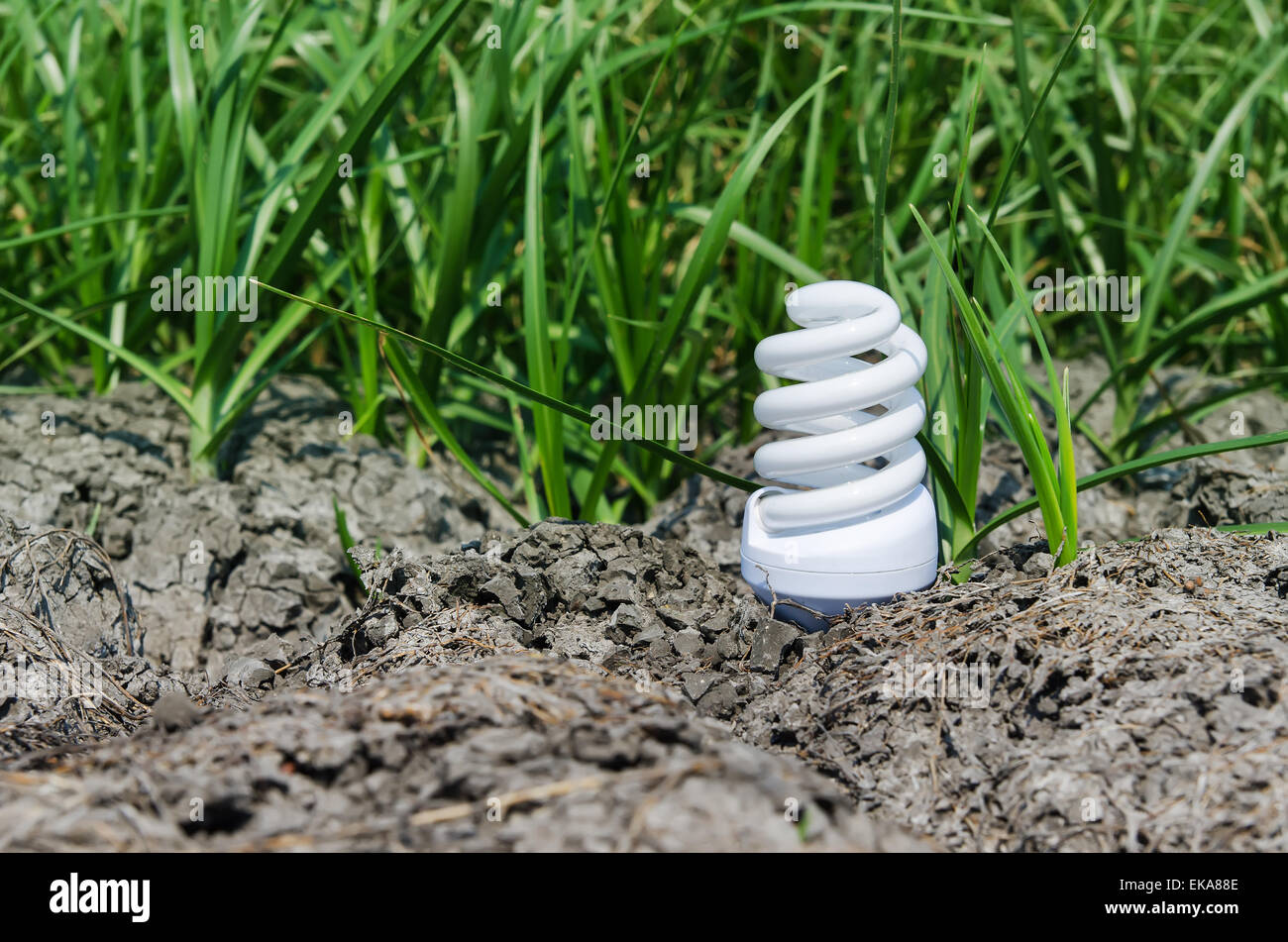 concept light bulb between drought land and green grass Stock Photo