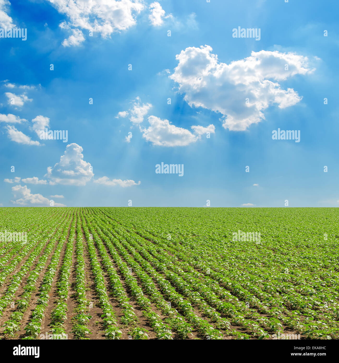 field with green sunflowers under cloudy sky Stock Photo - Alamy