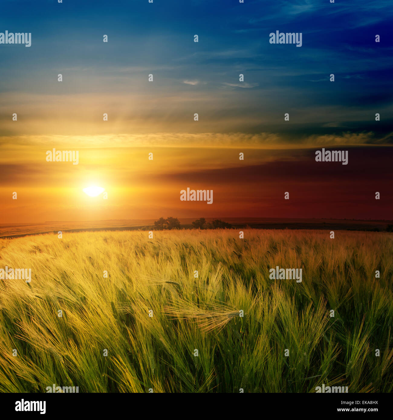 dramatic sunset over green field Stock Photo - Alamy