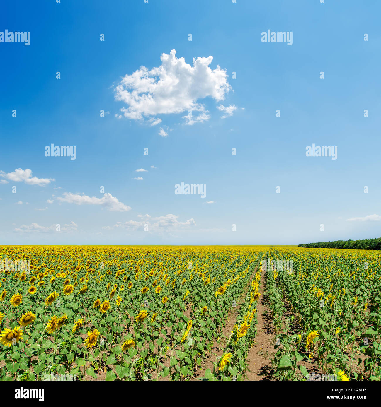 Sunflowers field under blue hi-res stock photography and images - Alamy