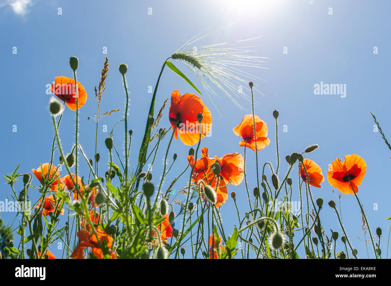 Meadow poppies under blue hi-res stock photography and images - Alamy