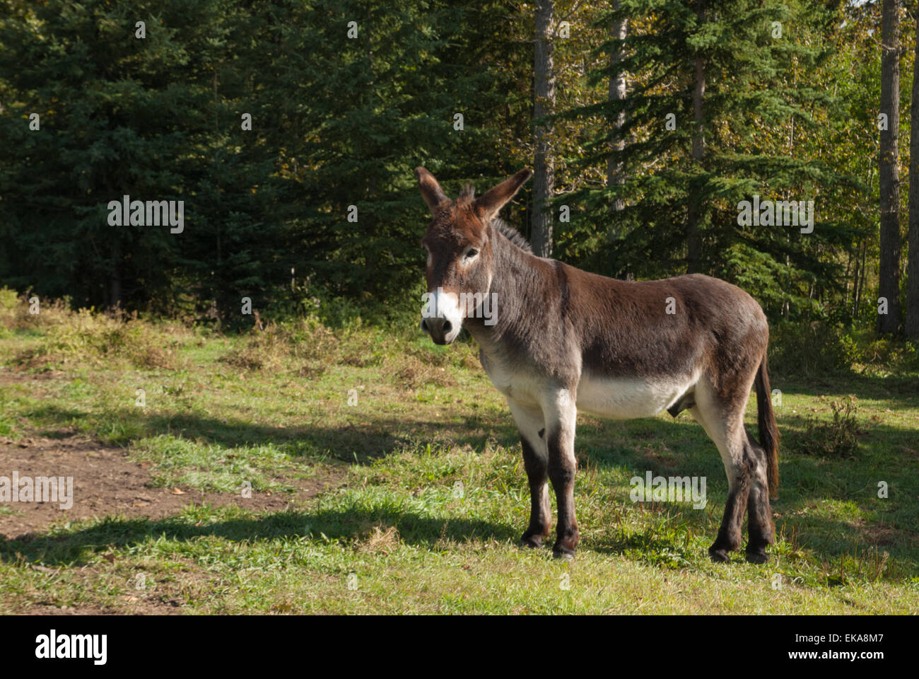 A donkey, Equus africanus asinus, standing in a farmers field in front