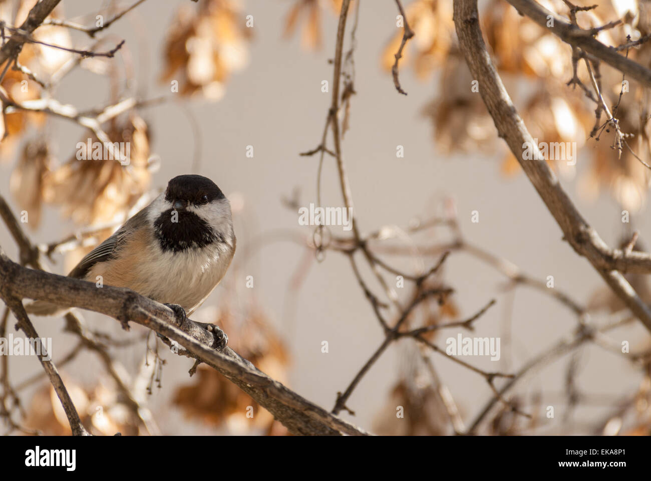 Black-capped chickadee, Poecile atricapillus, sitting in maple tree Stock Photo