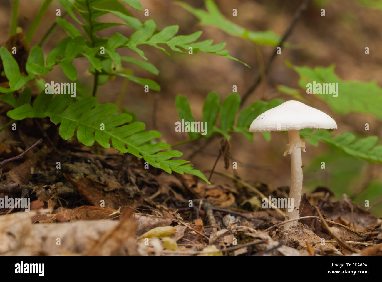 destroying angel mushroom images and clipart