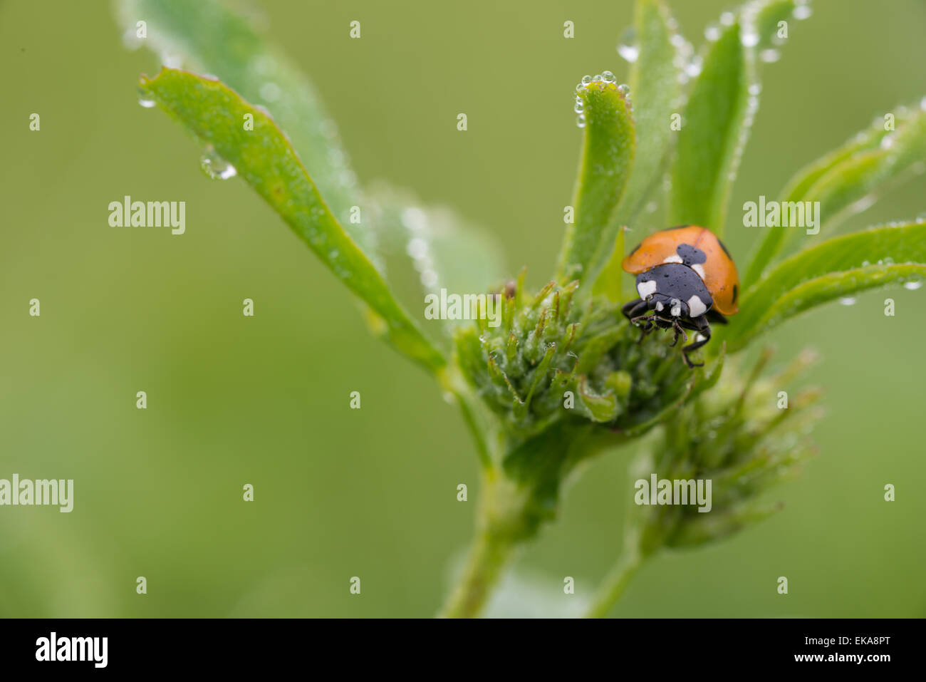 Nine-spotted ladybug, Coccinella novemnotata, sitting on a dew covered ...