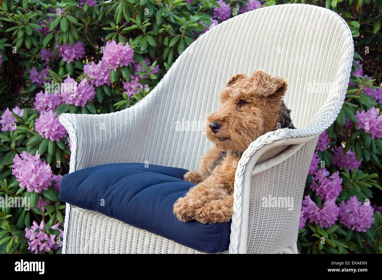 Welsh terrier lounging on a white wicker chair in a rhododendron garden. Stock Photo