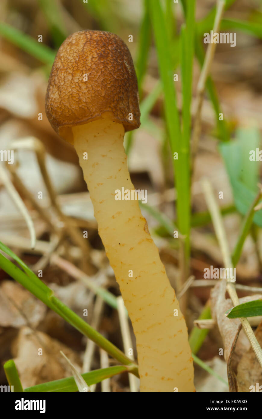 Thimble fungus, Verpa conica, growing in the springtime grass, Frontenac Provincial Park, Ontario Stock Photo