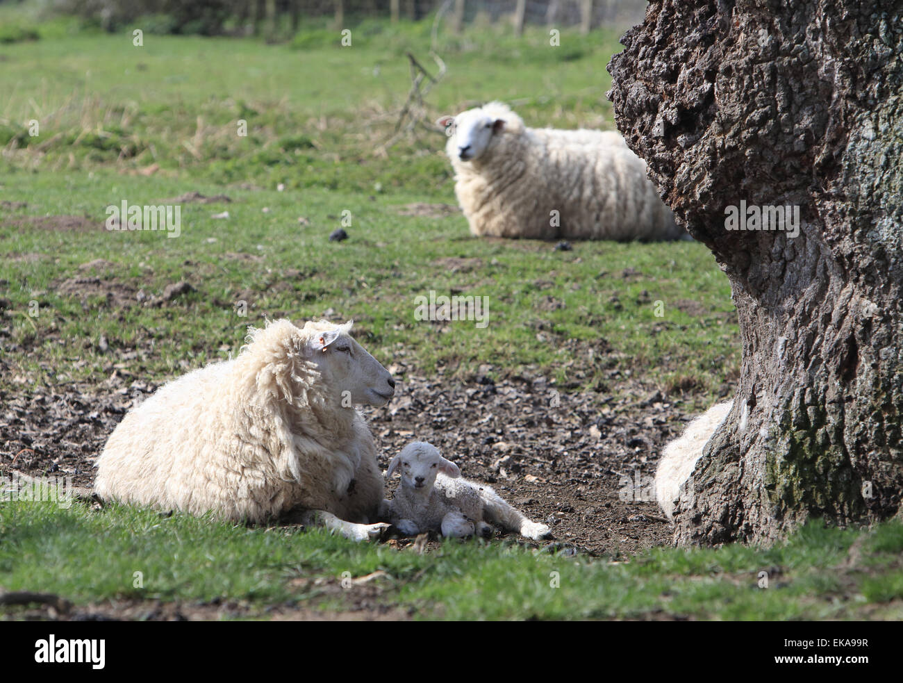 DimMoire BABY SHEEPファーパーカー white - アウター