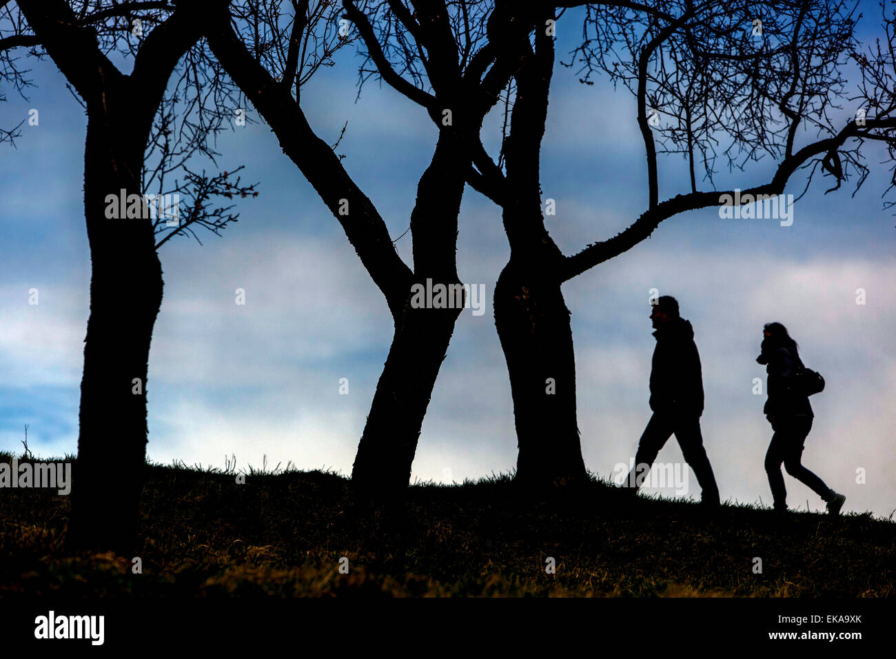 silhouettes of people in the orchard trees without leaves Stock Photo