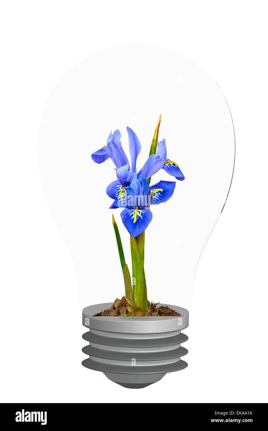 Flower in a light bulb Stock Photo Alamy
